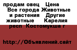  продам овец › Цена ­ 100 - Все города Животные и растения » Другие животные   . Карелия респ.,Костомукша г.